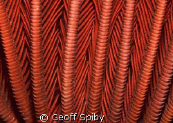 crinoid abstract by Geoff Spiby 